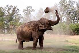 elephant