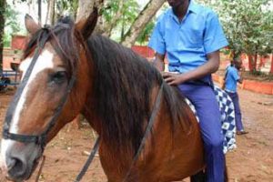 side attraction horse