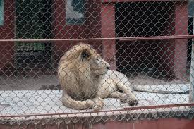 lion feeding